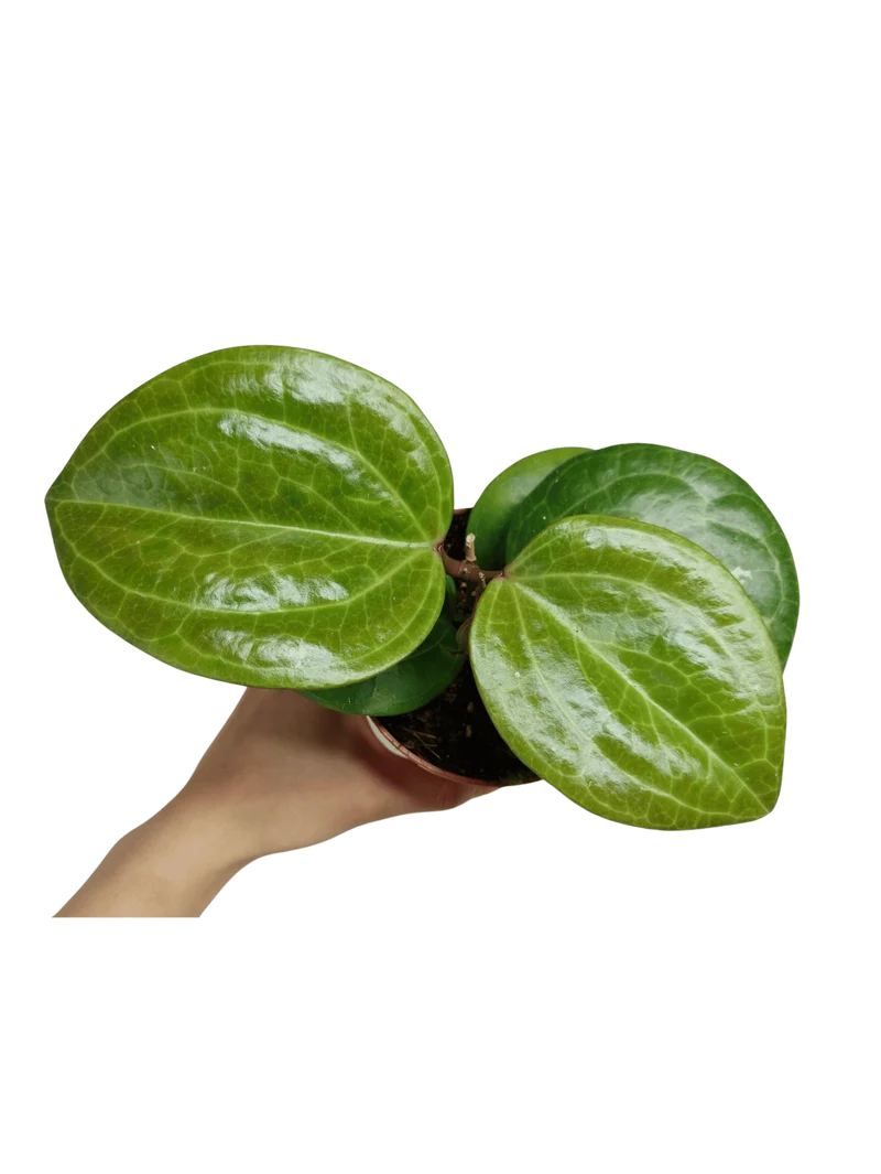 Hoya Sarawak Cream