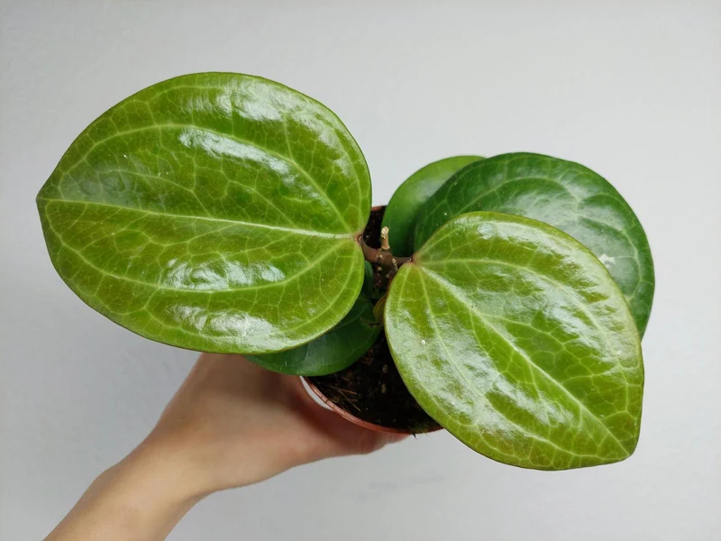Hoya Sarawak Cream