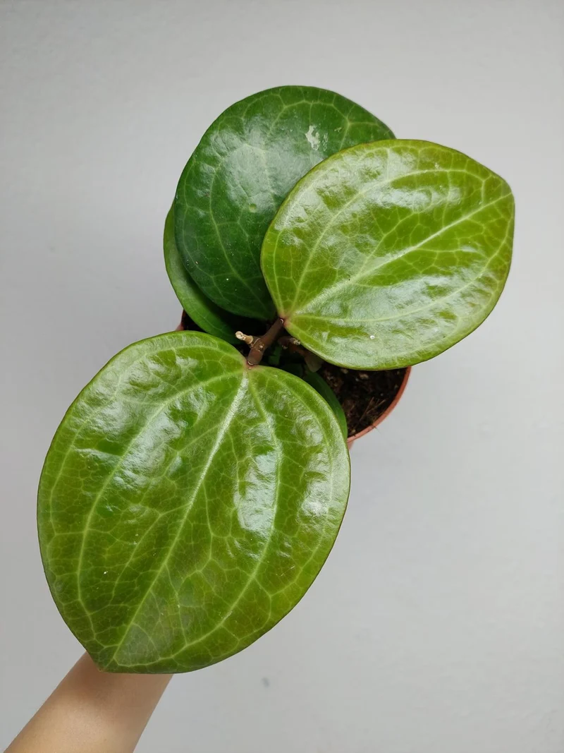 Hoya Sarawak Cream