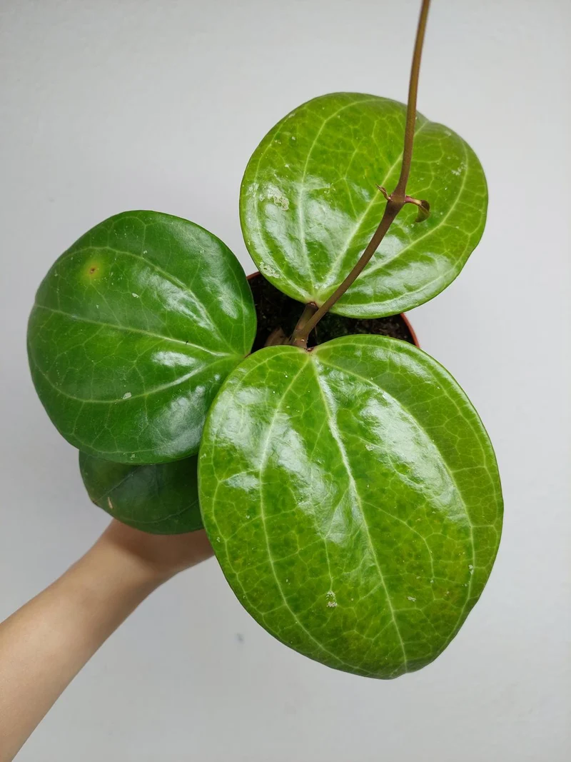 Hoya Sarawak Cream