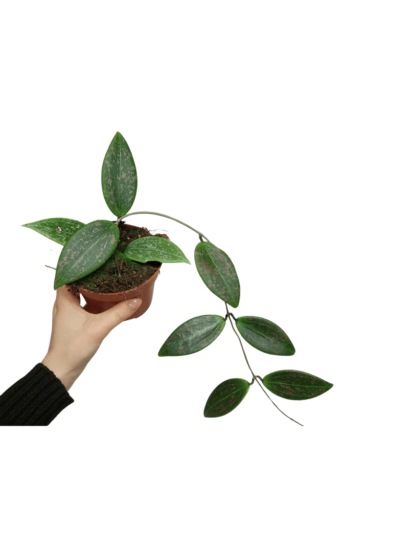 Hoya Wibergiae