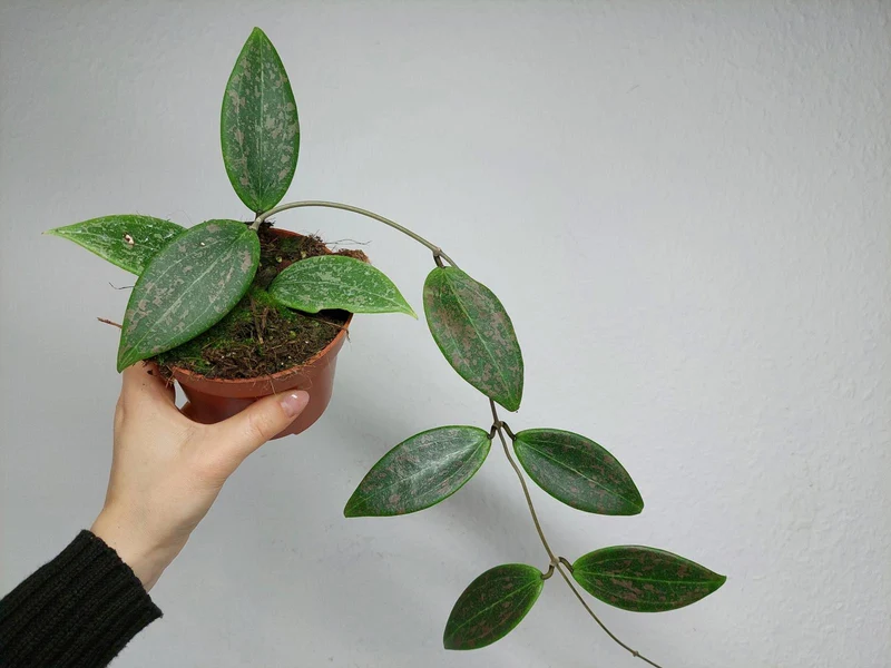 Hoya Wibergiae