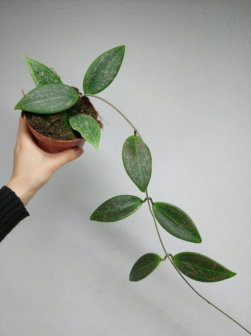 Hoya Wibergiae
