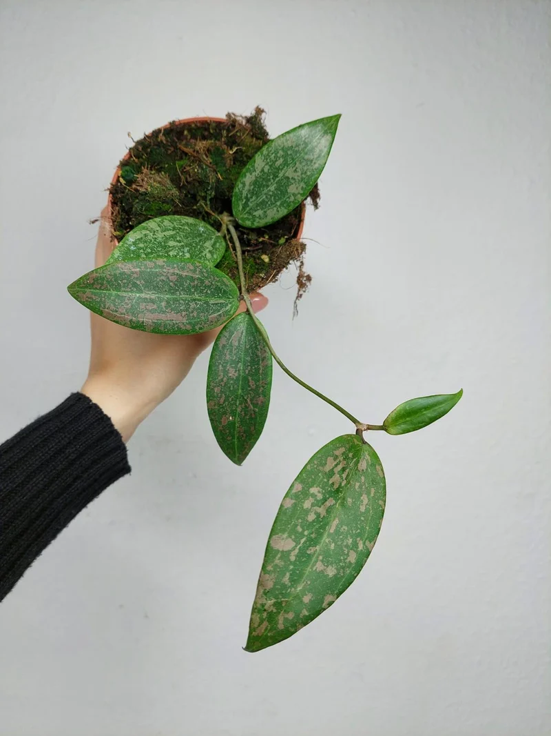 Hoya Wibergiae