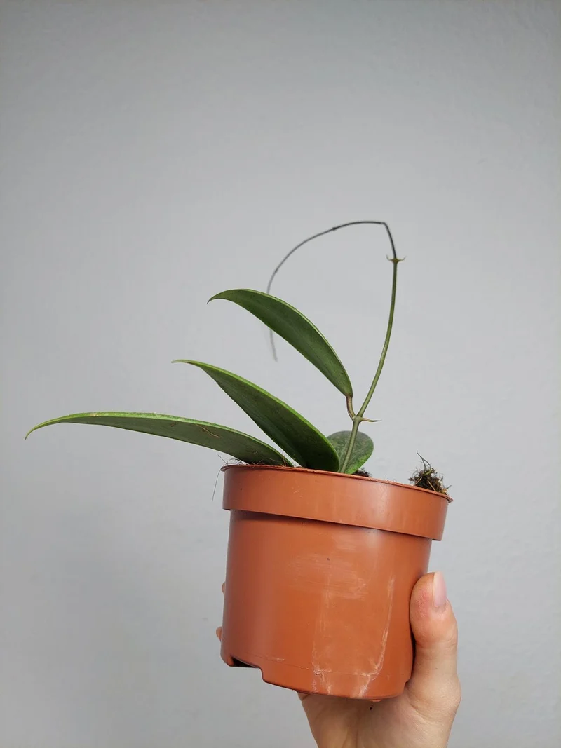 Hoya Wibergiae