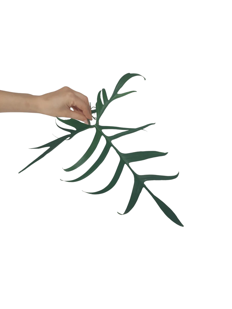 Philodendron Polypodioides Steckling
