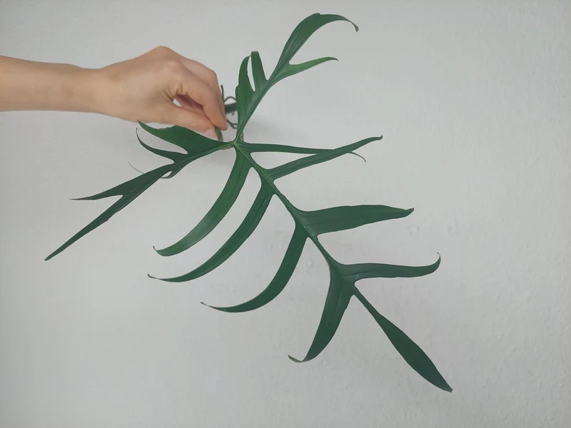 Philodendron Polypodioides Steckling