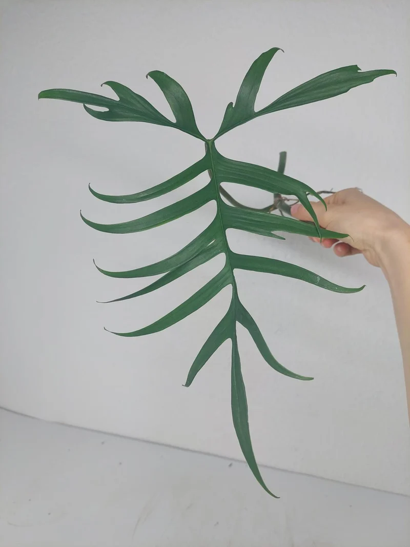 Philodendron Polypodioides Steckling