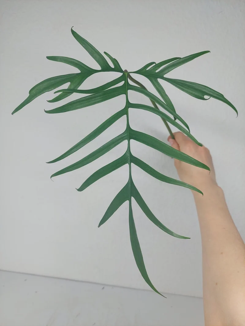Philodendron Polypodioides Steckling