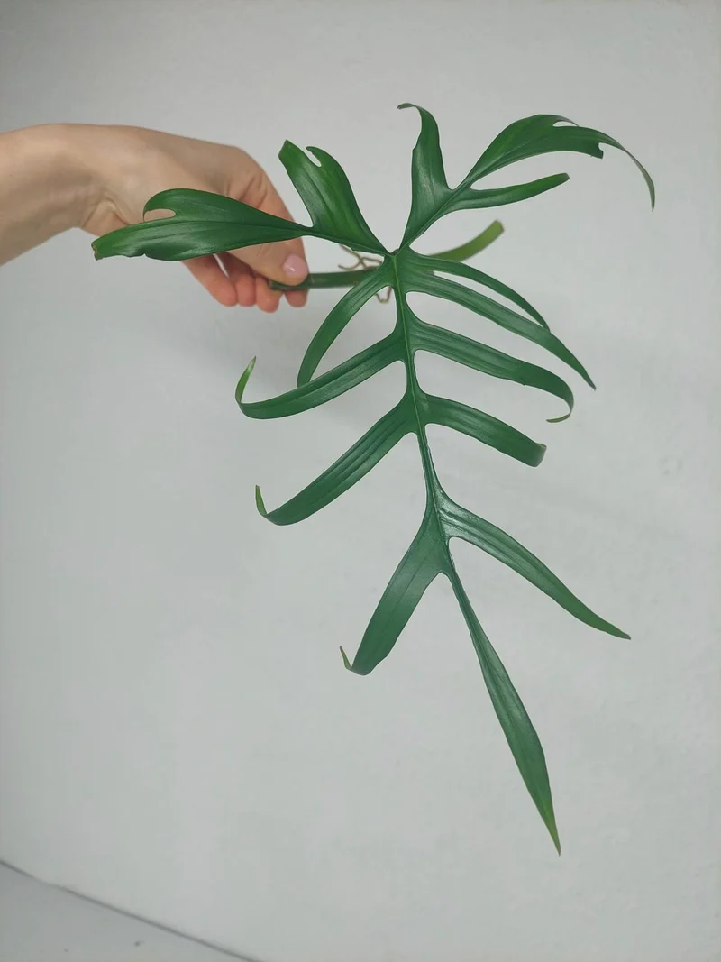 Philodendron Polypodioides Steckling
