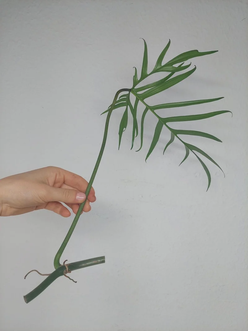 Philodendron Polypodioides Steckling