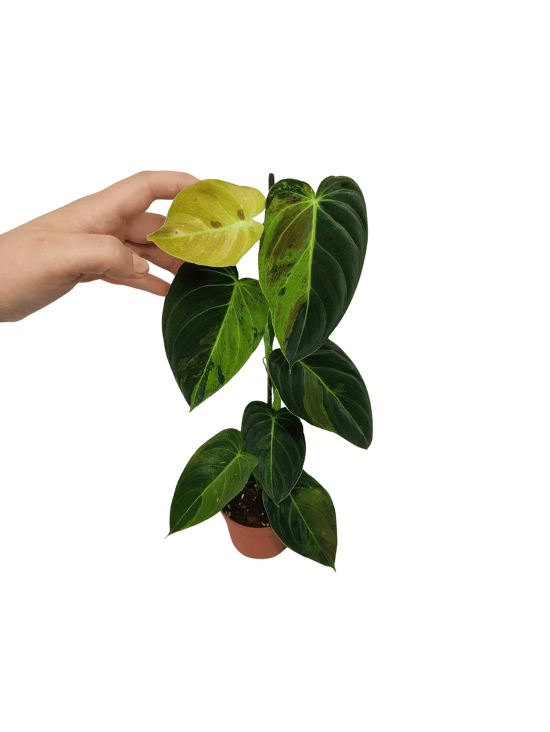 Philodendron Melanochrysum Variegata