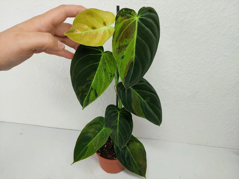 Philodendron Melanochrysum Variegata
