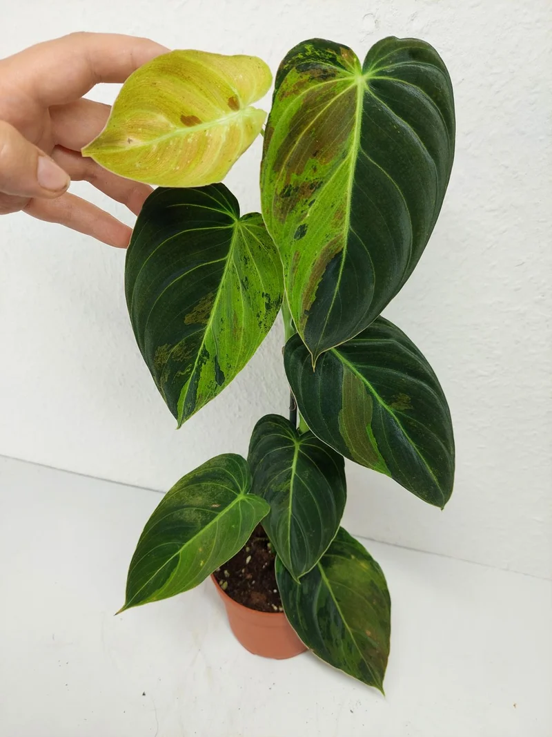 Philodendron Melanochrysum Variegata