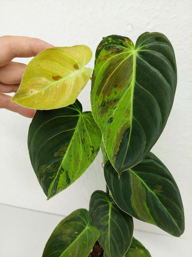 Philodendron Melanochrysum Variegata