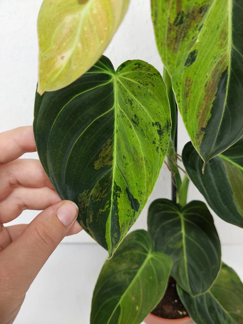 Philodendron Melanochrysum Variegata