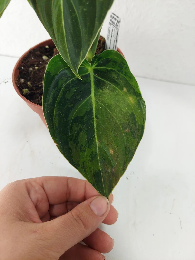 Philodendron Melanochrysum Variegata