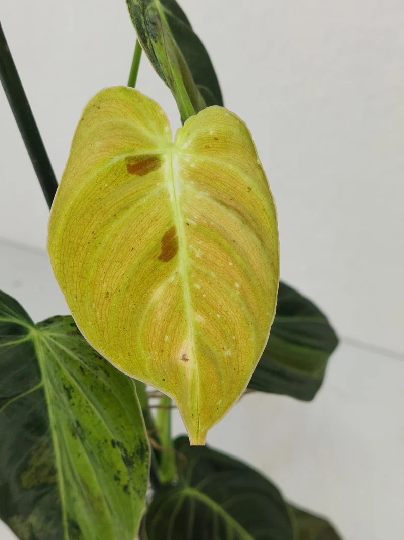 Philodendron Melanochrysum Variegata