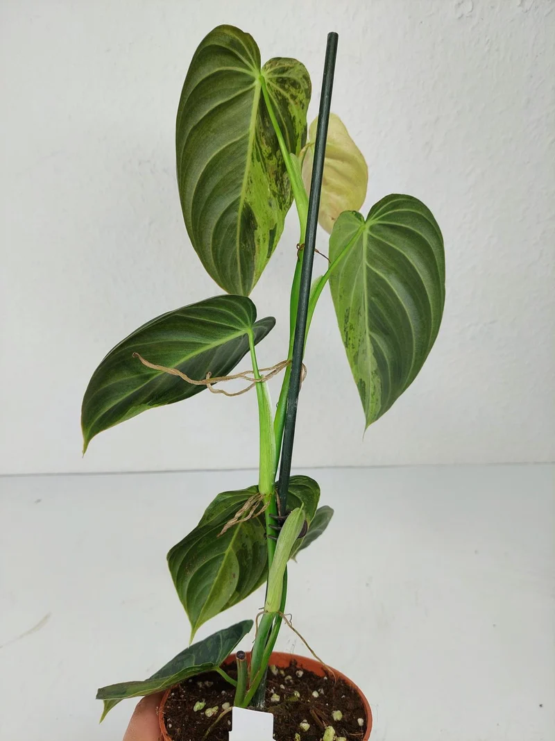 Philodendron Melanochrysum Variegata