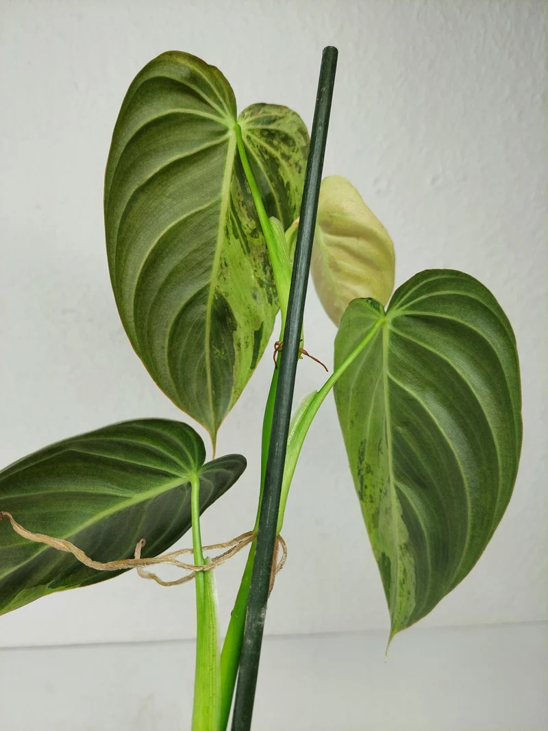 Philodendron Melanochrysum Variegata