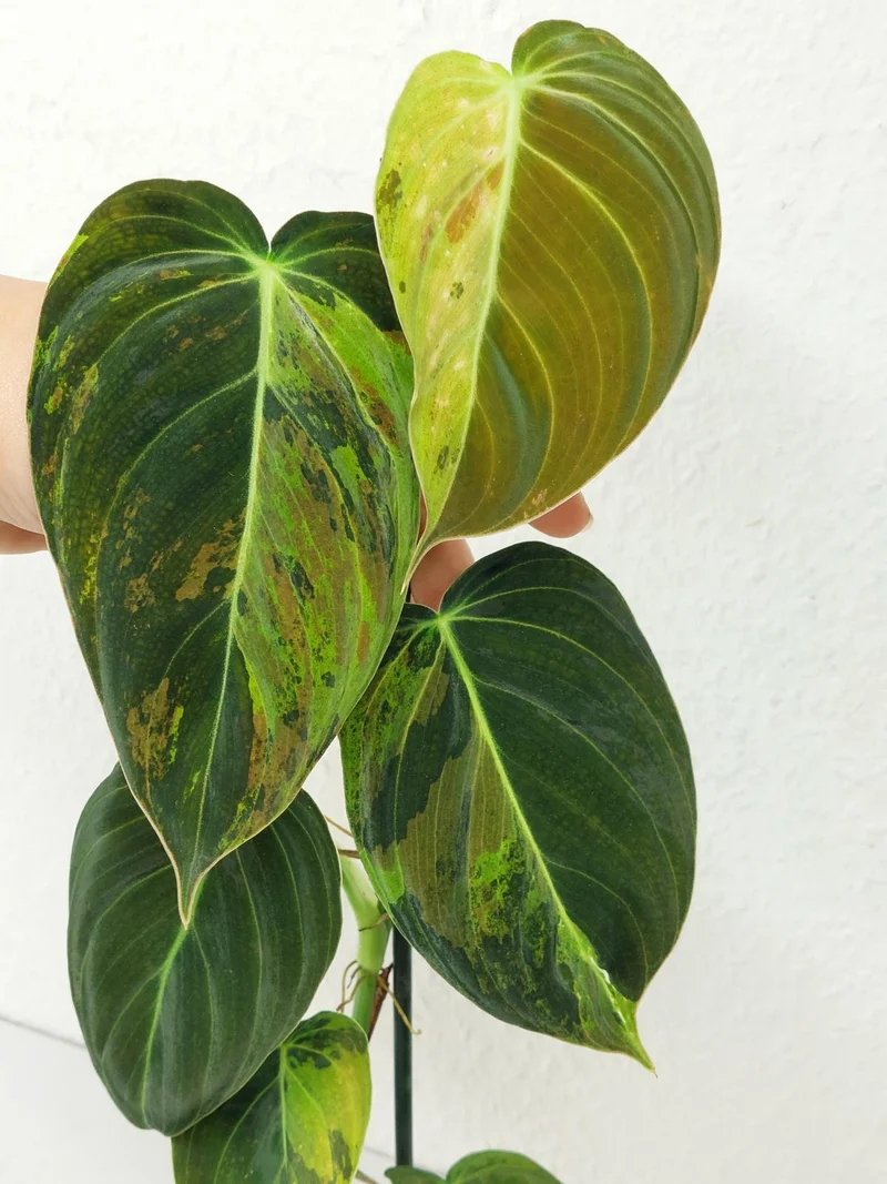 Philodendron Melanochrysum Variegata