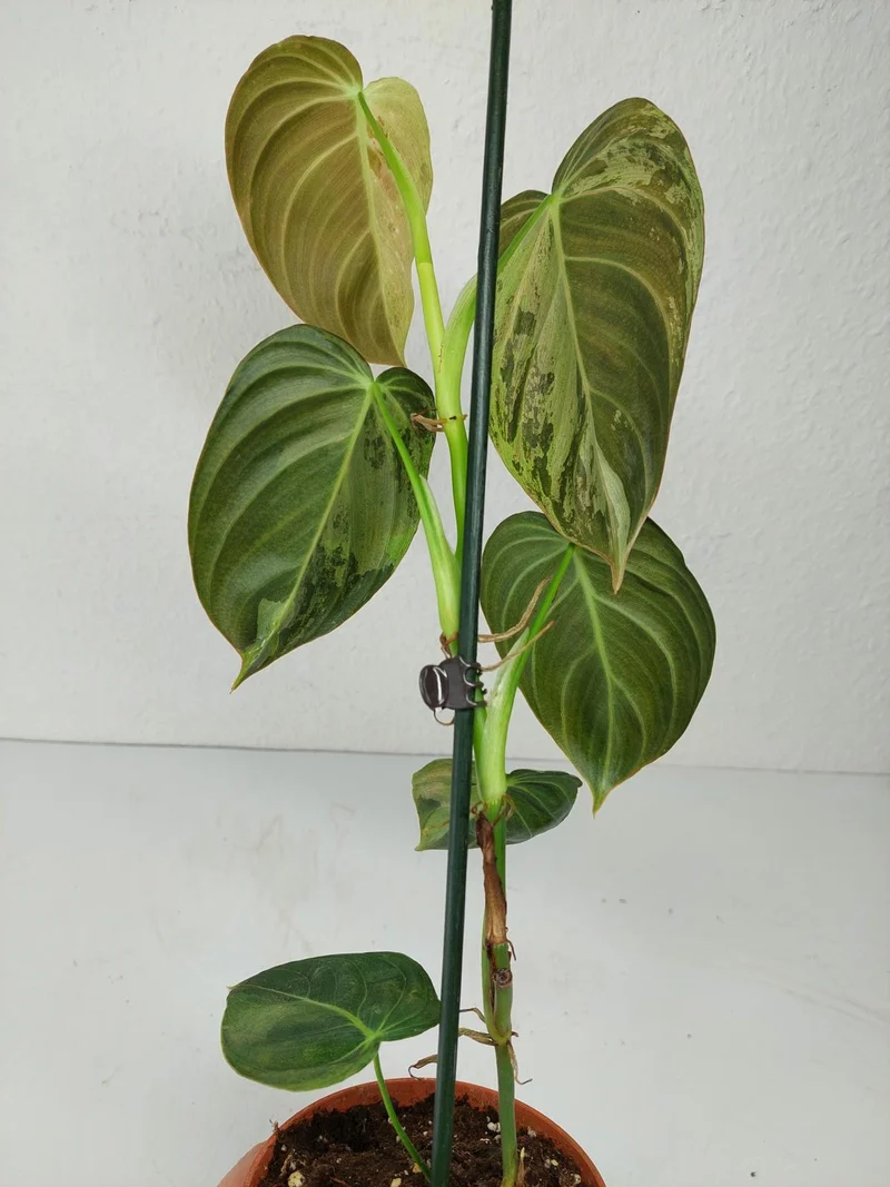 Philodendron Melanochrysum Variegata