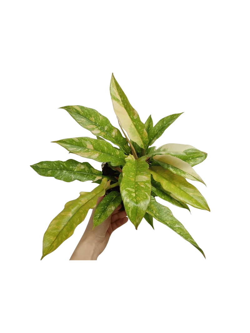 Philodendron Ring of Fire