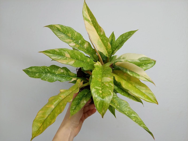 Philodendron Ring of Fire