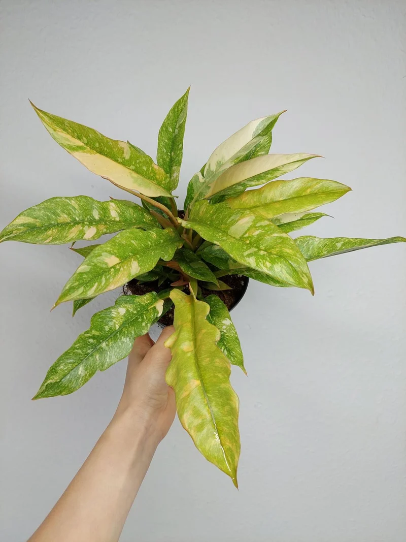 Philodendron Ring of Fire
