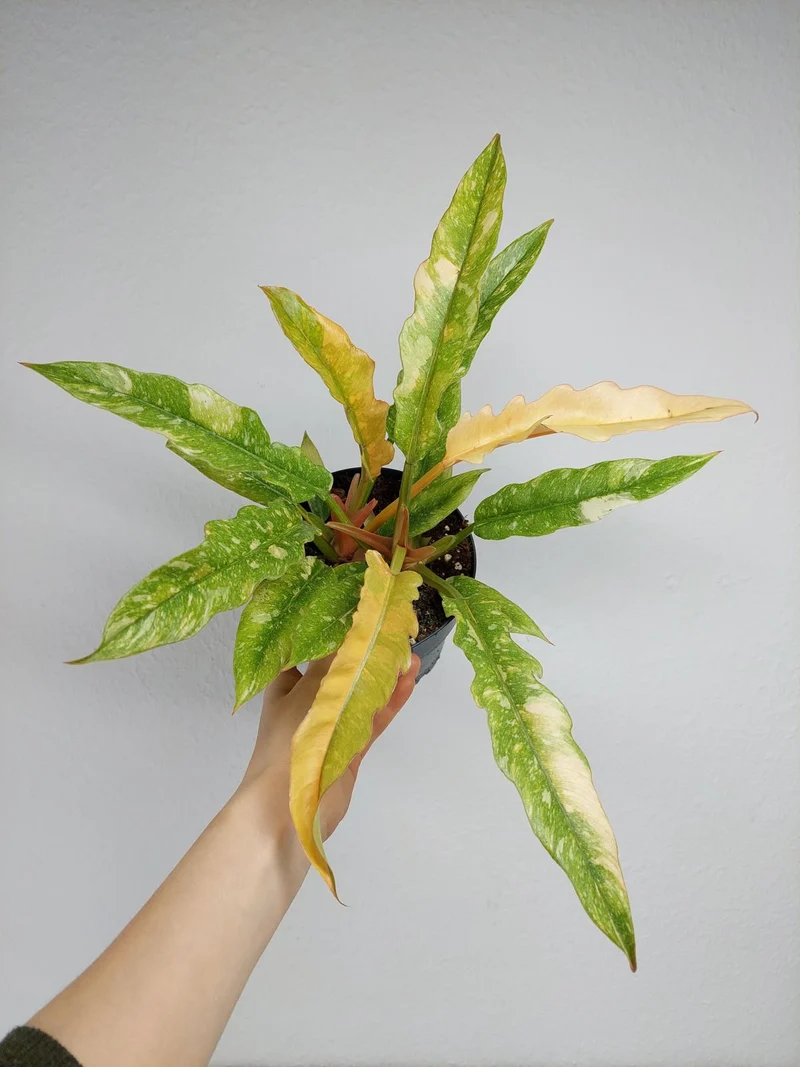 Philodendron Ring of Fire