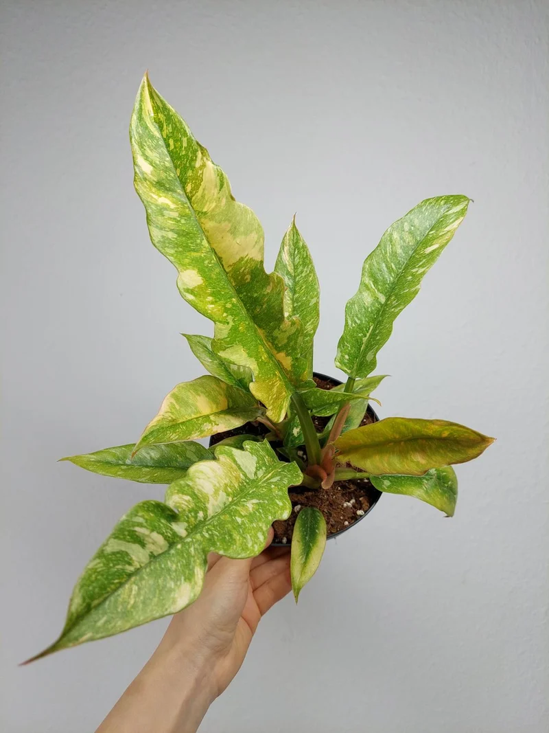 Philodendron Ring of Fire