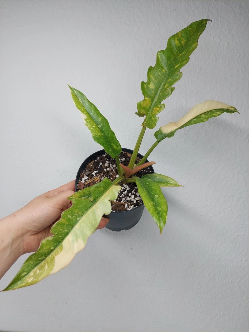 Philodendron Ring of Fire