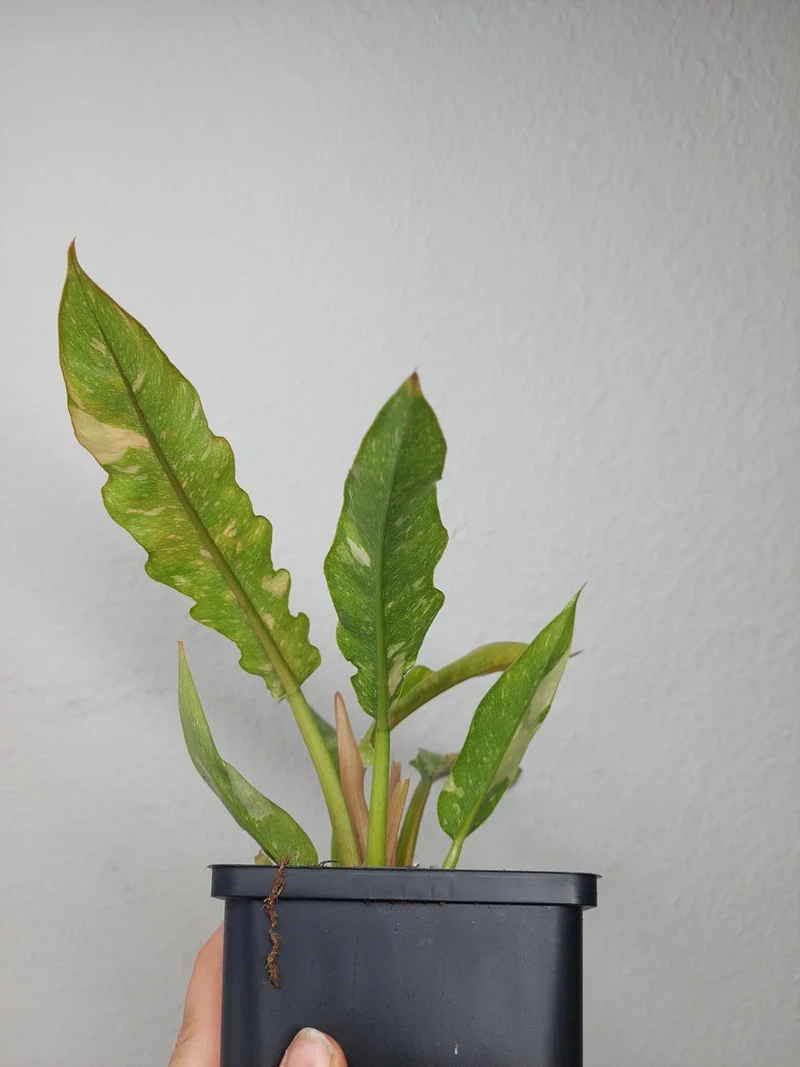 Philodendron Ring of Fire