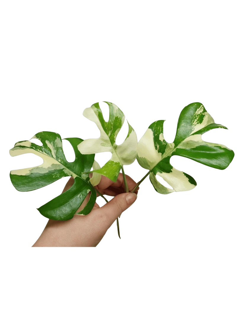 Monstera Minima / Raphidophora Tetrasperma Variegata Steckling