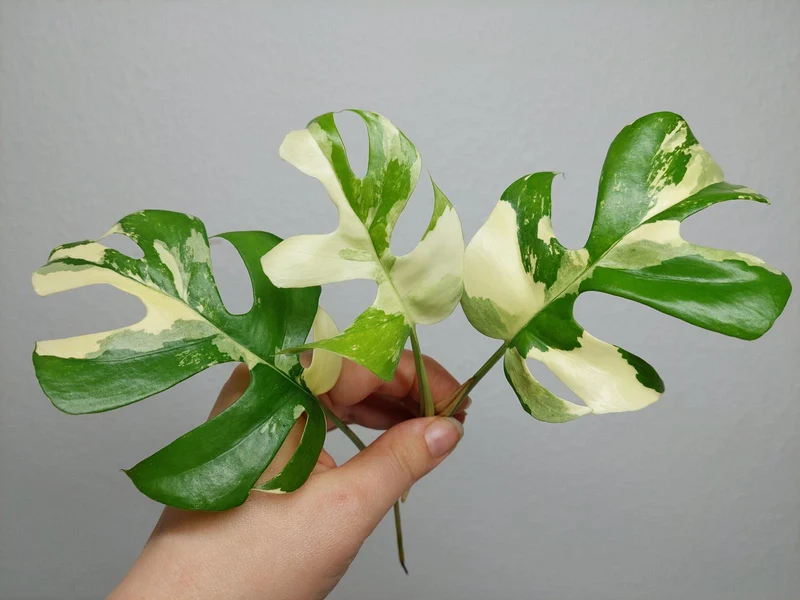 Monstera Minima / Raphidophora Tetrasperma Variegata Steckling