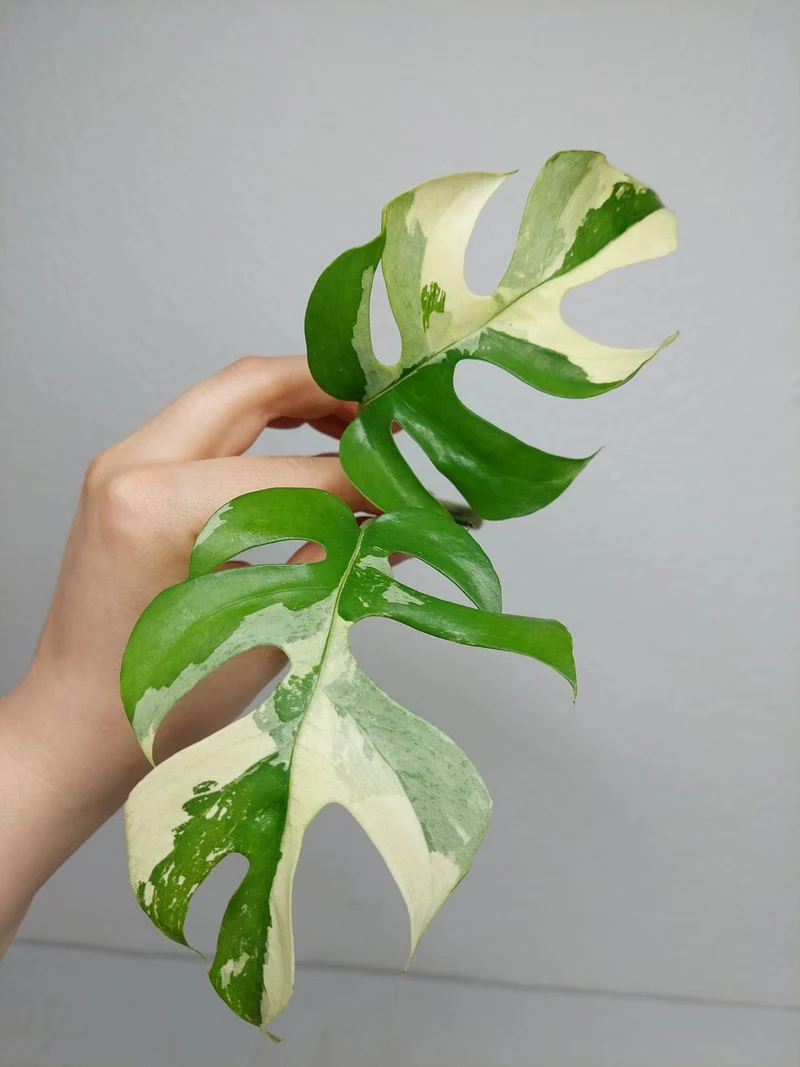 Monstera Minima / Raphidophora Tetrasperma Variegata Steckling