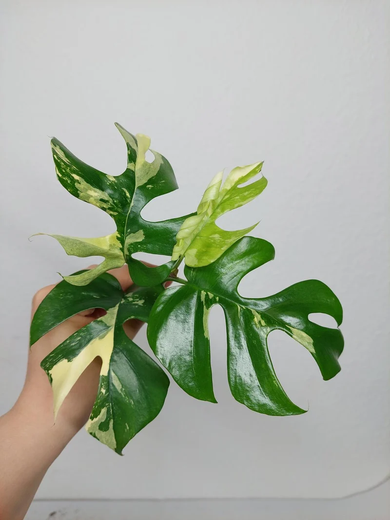 Monstera Minima / Raphidophora Tetrasperma Variegata Steckling