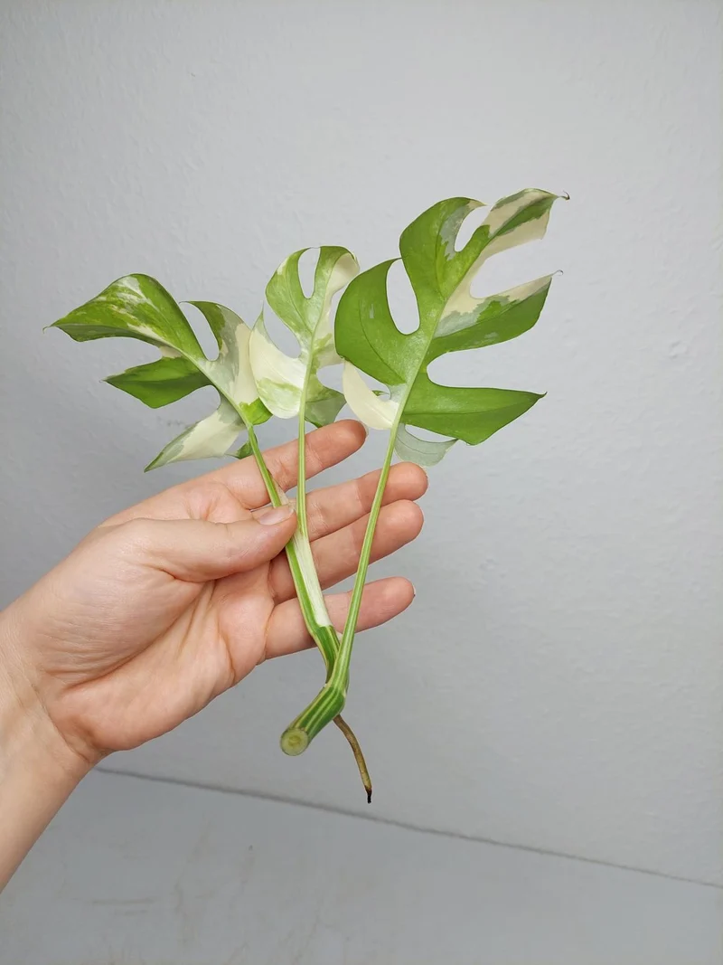 Monstera Minima / Raphidophora Tetrasperma Variegata Steckling