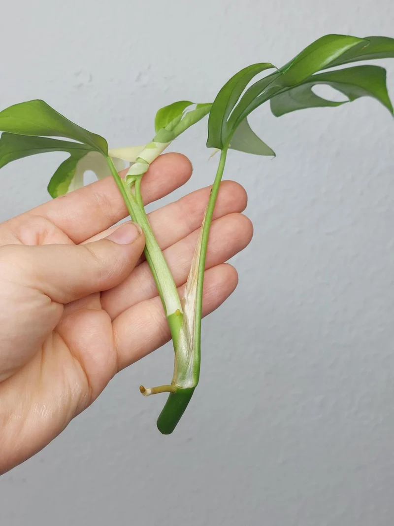 Monstera Minima / Raphidophora Tetrasperma Variegata Steckling