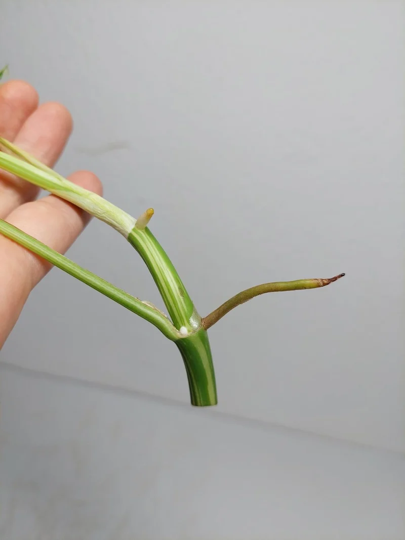 Monstera Minima / Raphidophora Tetrasperma Variegata Steckling
