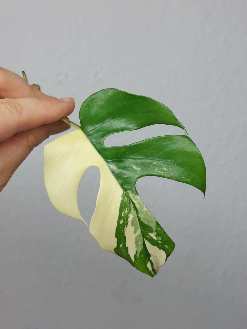Monstera Minima / Raphidophora Tetrasperma Variegata Steckling