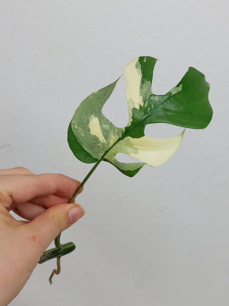 Monstera Minima / Raphidophora Tetrasperma Variegata Steckling