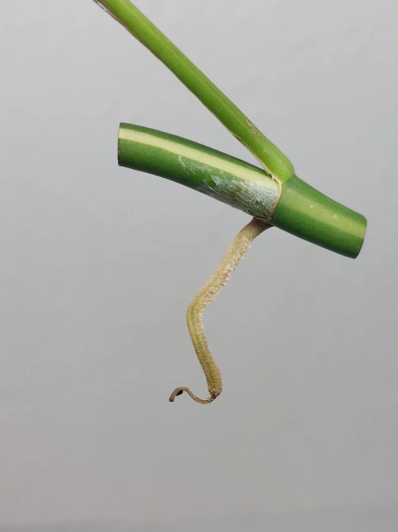 Monstera Minima / Raphidophora Tetrasperma Variegata Steckling