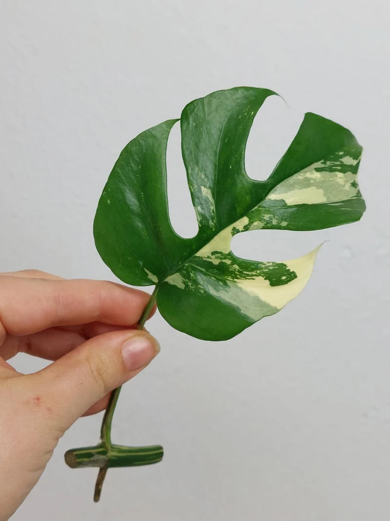 Monstera Minima / Raphidophora Tetrasperma Variegata Steckling