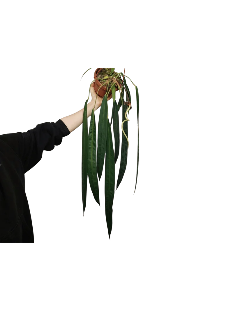 Anthurium Wendlingeri