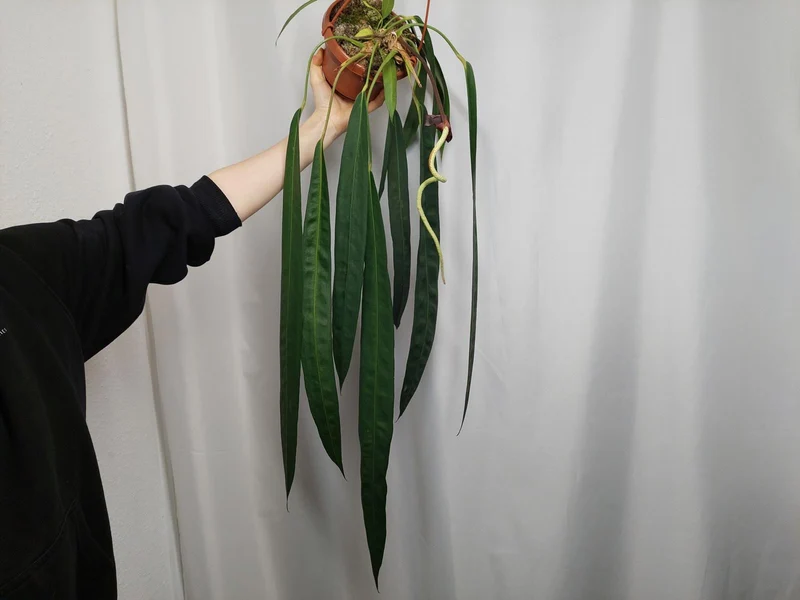 Anthurium Wendlingeri
