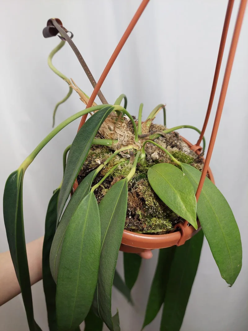 Anthurium Wendlingeri