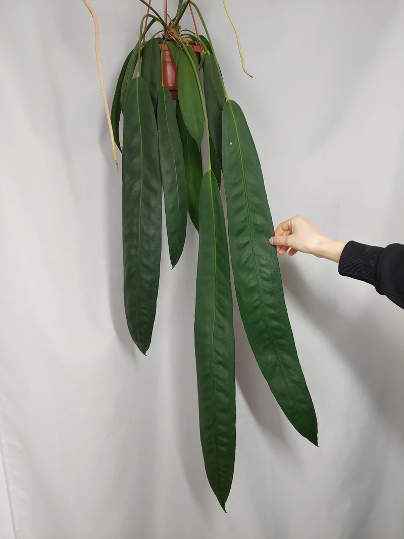 Anthurium Wendlingeri