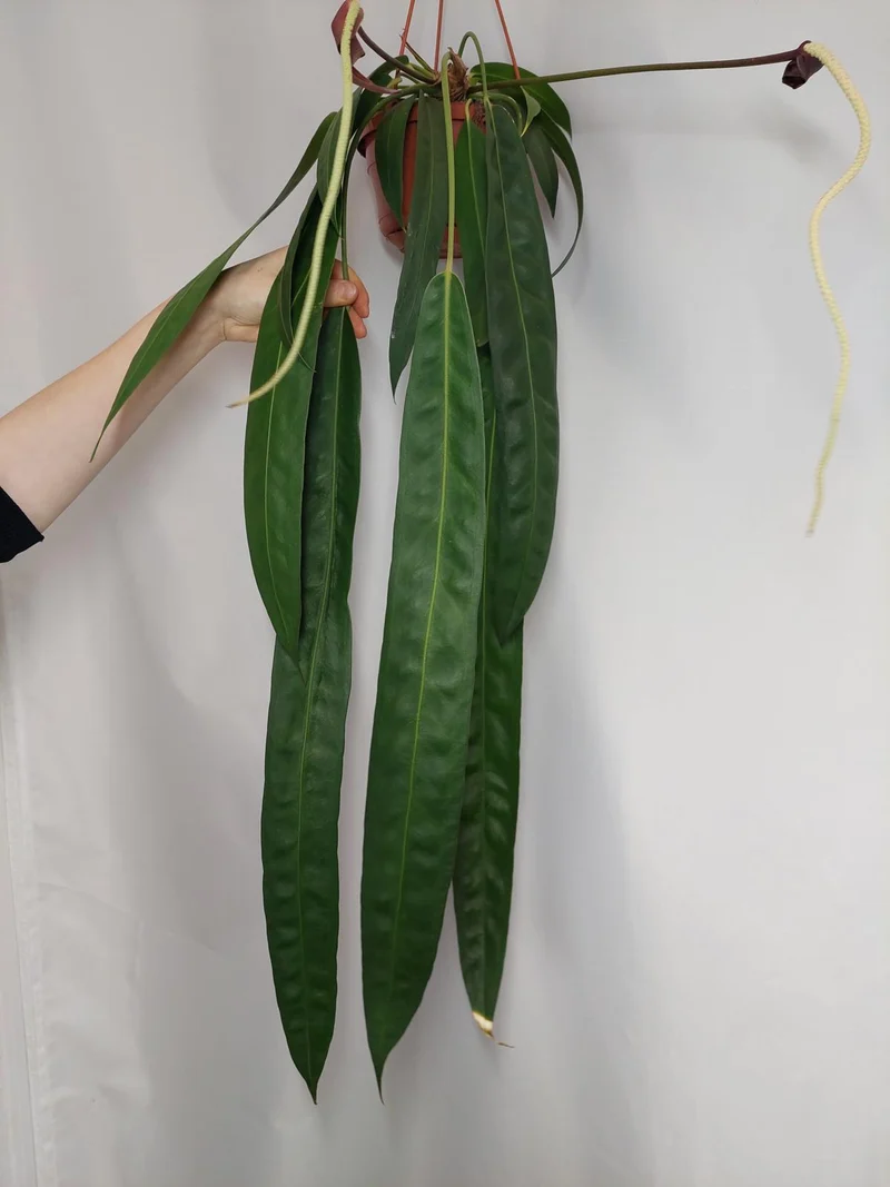 Anthurium Wendlingeri