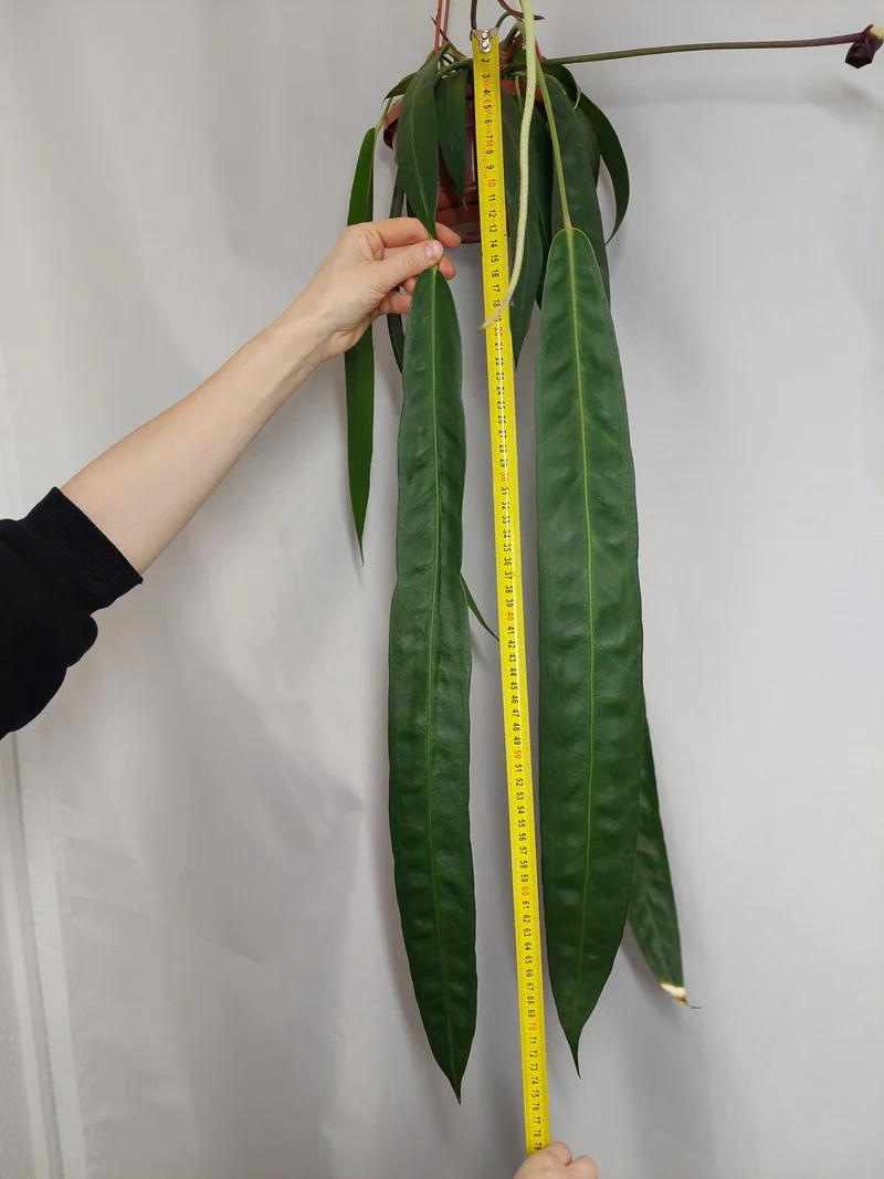 Anthurium Wendlingeri